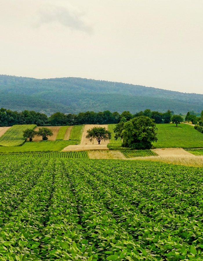 schwoaze-nature-3526840_1280